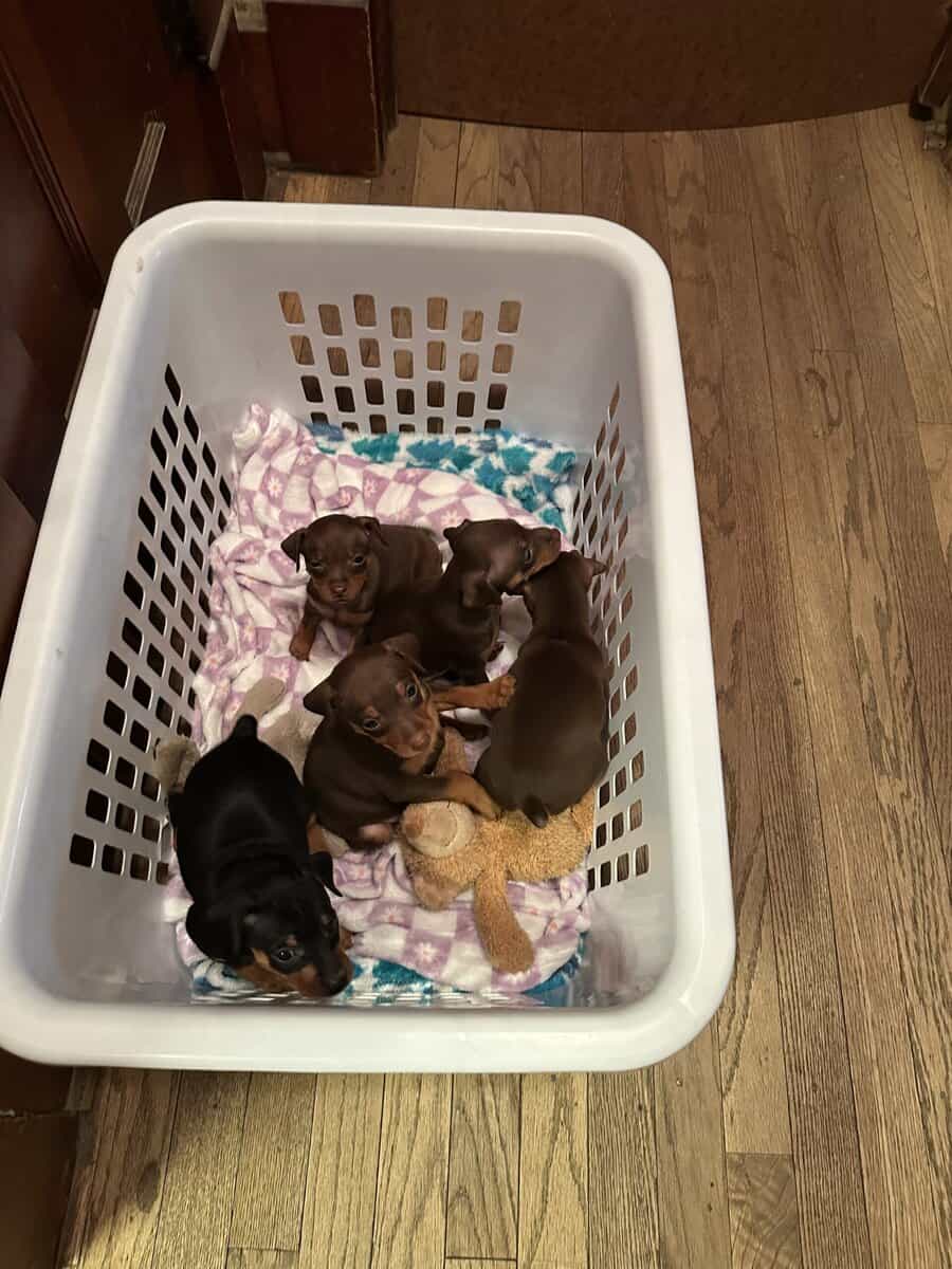 Min pin puppies image 5
