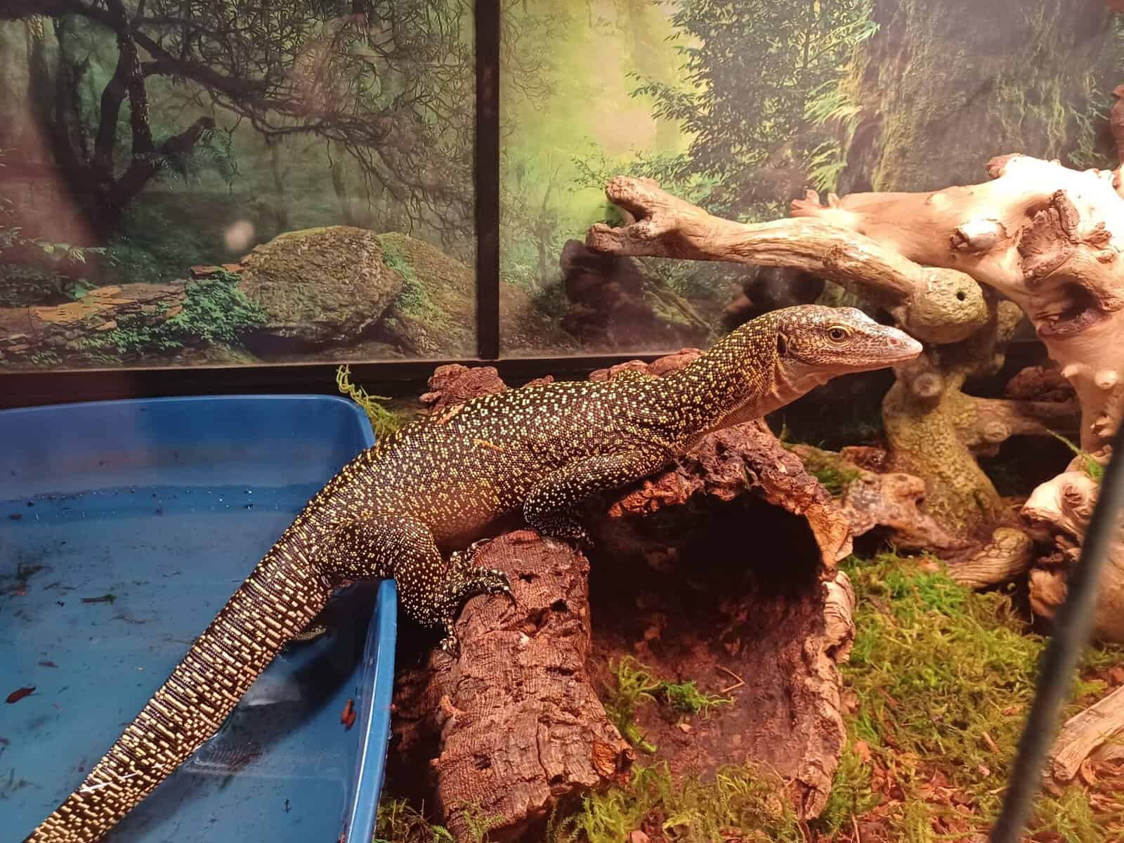 Mangrove Monitor for Sale image 1