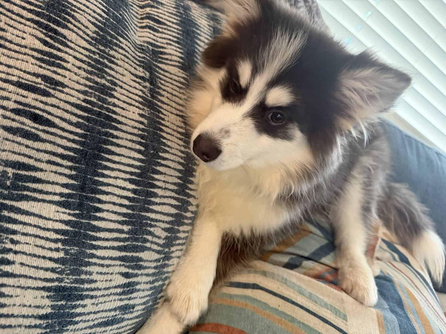 Blue haired rare breed POMERAINA HUSKY image 2