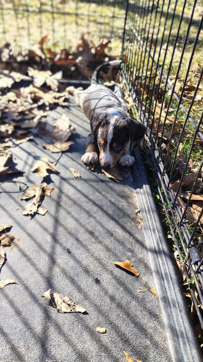Mini Dachshund image 6