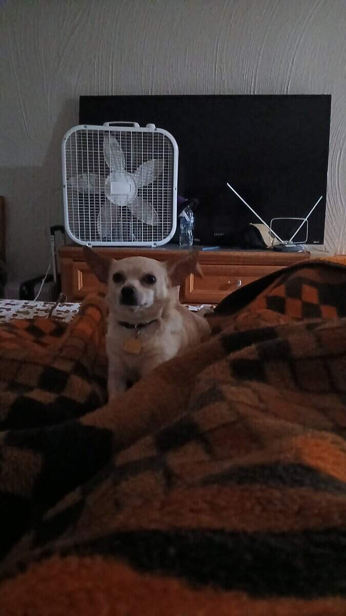 Small beautiful dog image 1