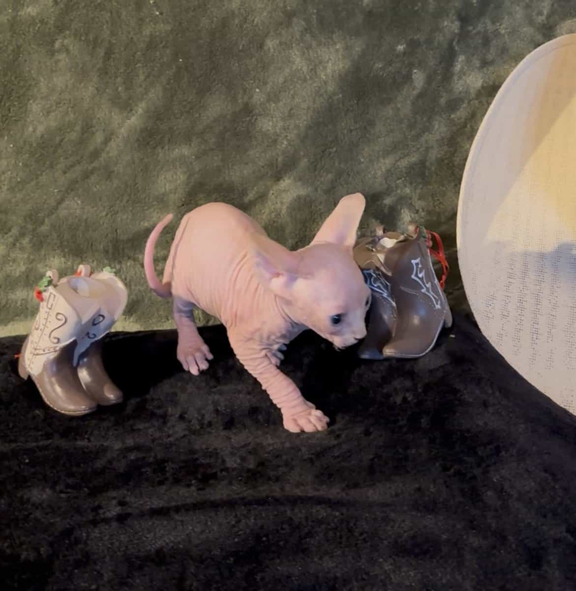 Sphynx babies image 5