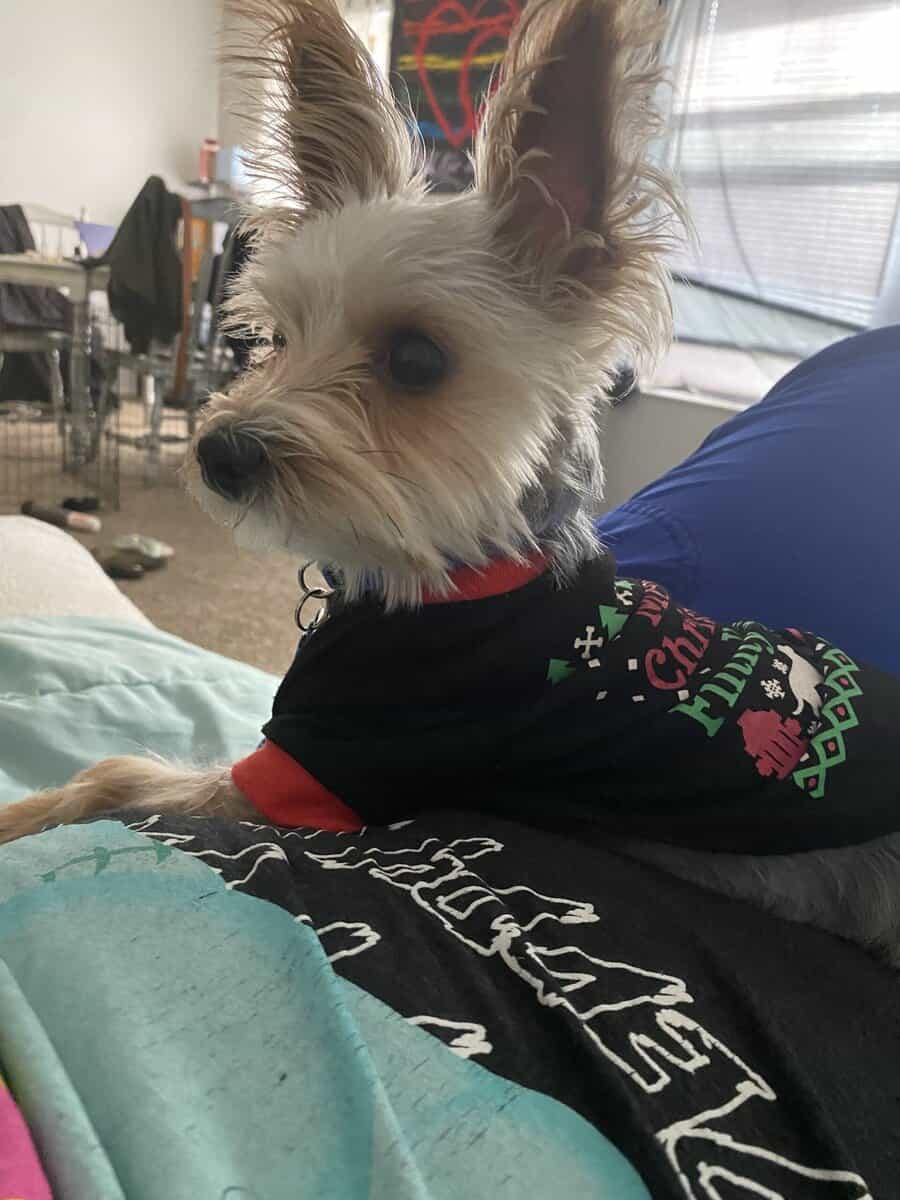 3 year old unfixed yorkie image 3