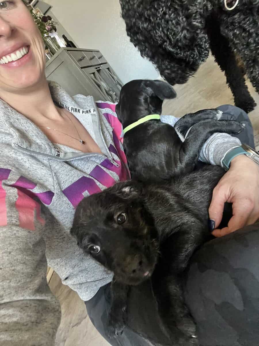 Cane Corso - Standard Poodle “Canoodles” image 12