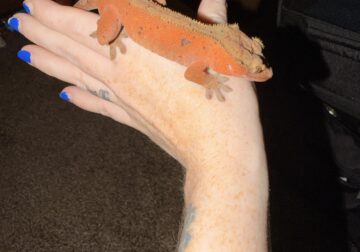 Male confetti/dalmatian crested gecko