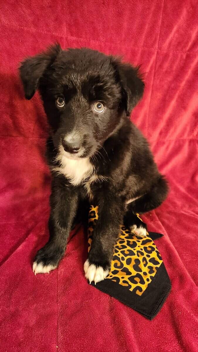 Aussie/ Collie image 12