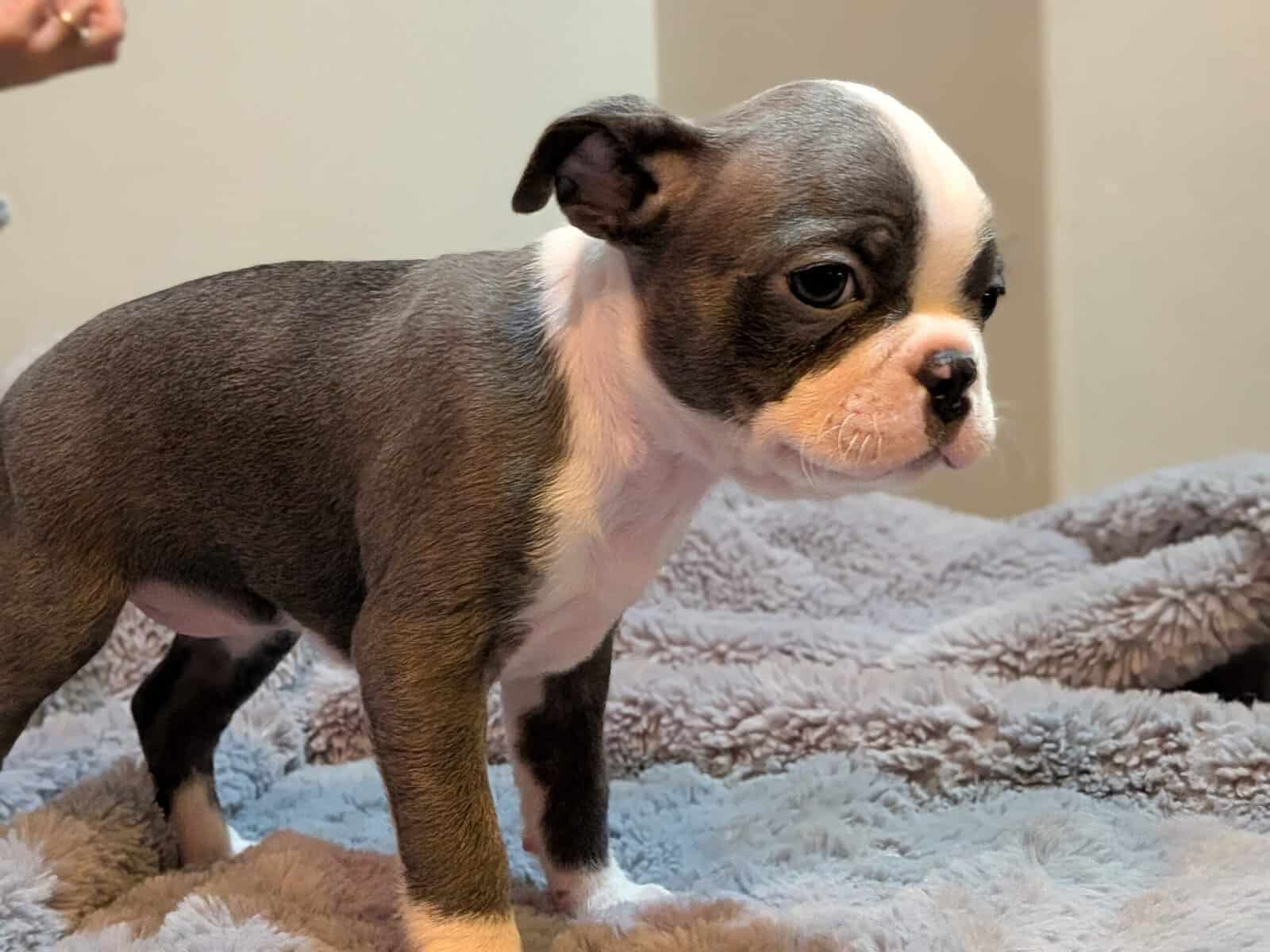 Boston Terriers for Sale! image 5