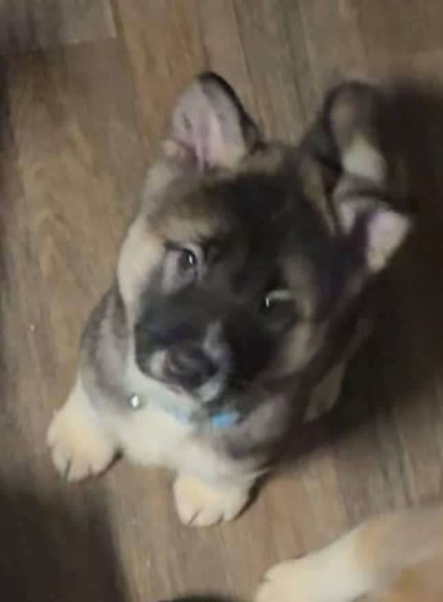 AKC American Akitas 300 image 5