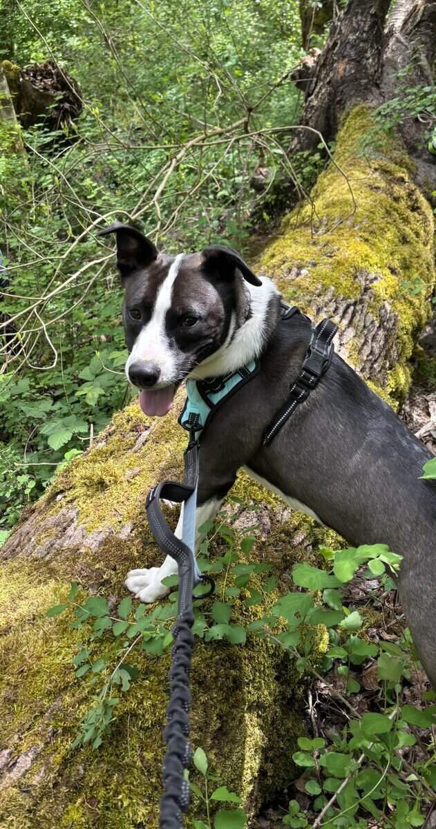 German Shepard and Border Collie Mix image 4