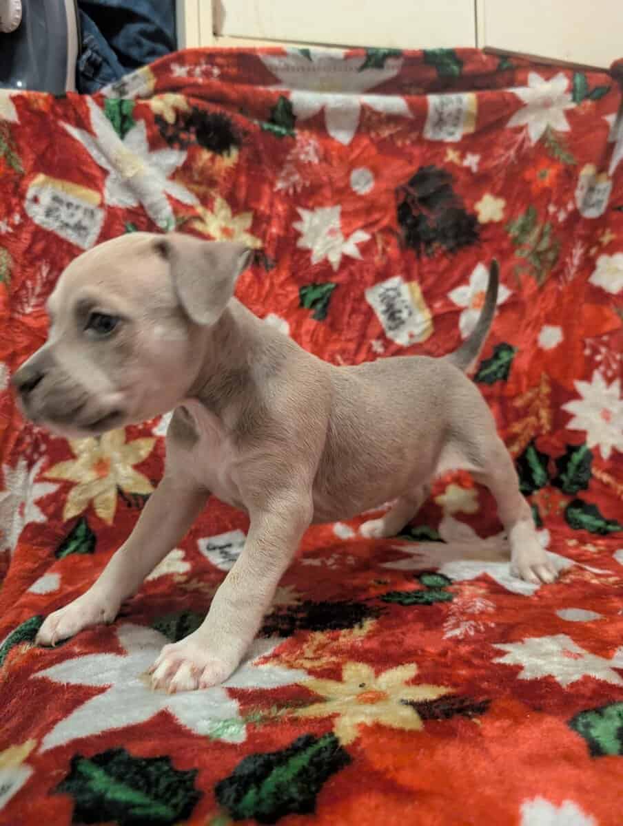 American bully puppies image 2