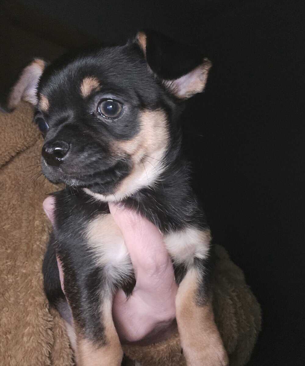 chihuahua 2 girl pups left ready to go! image 4