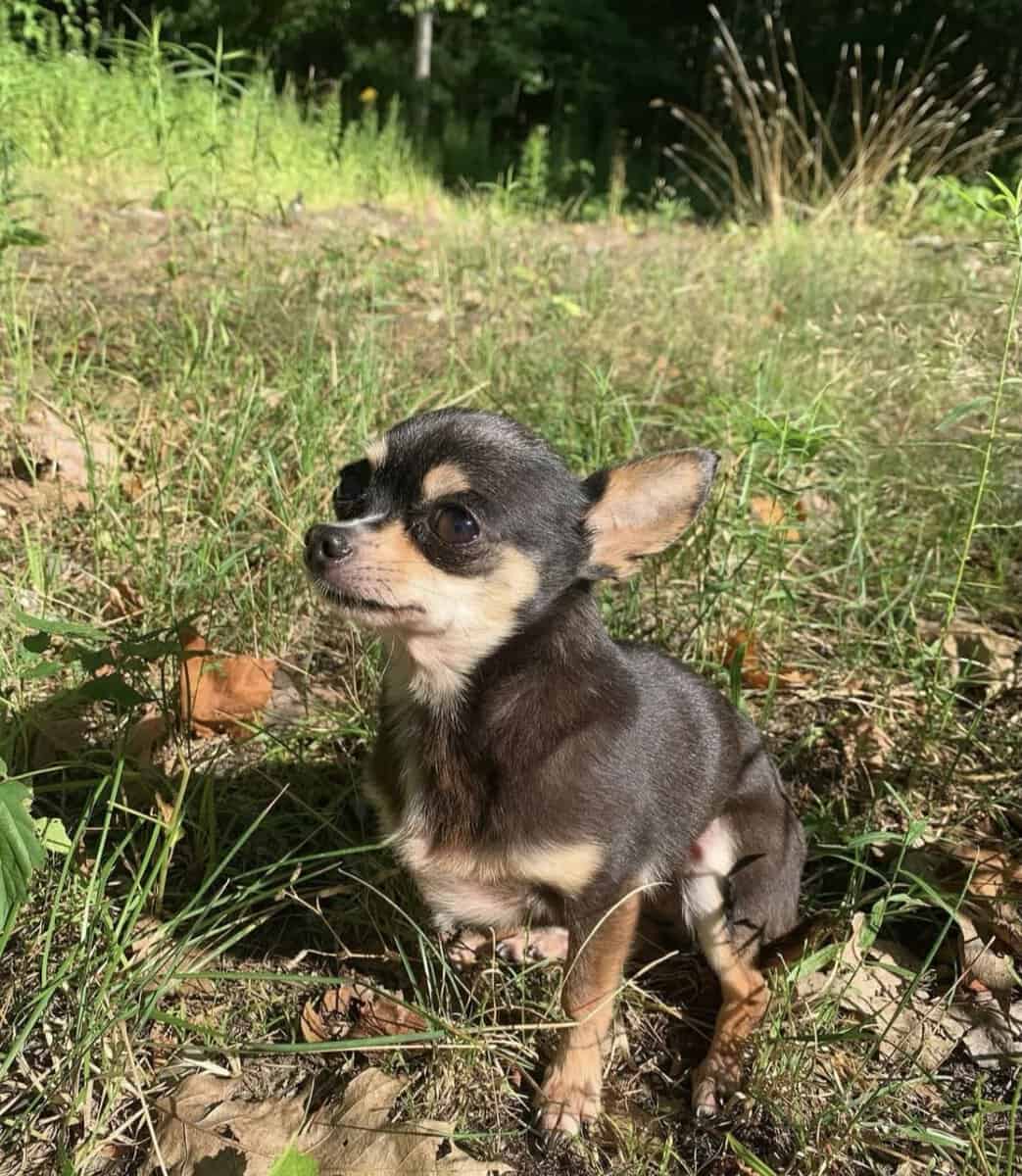 Teacup Chihuahua puppies image 5