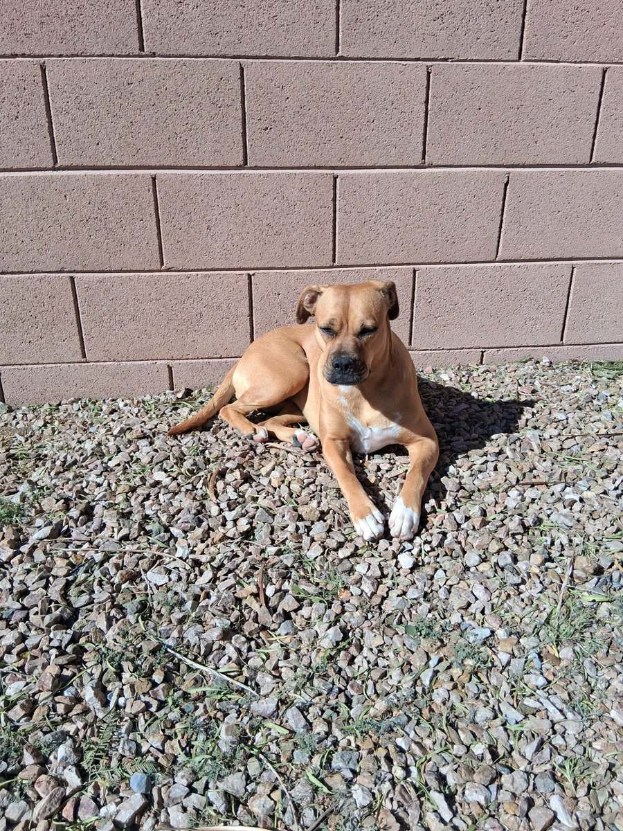 Ruby Looking For Her Forever Home image 2