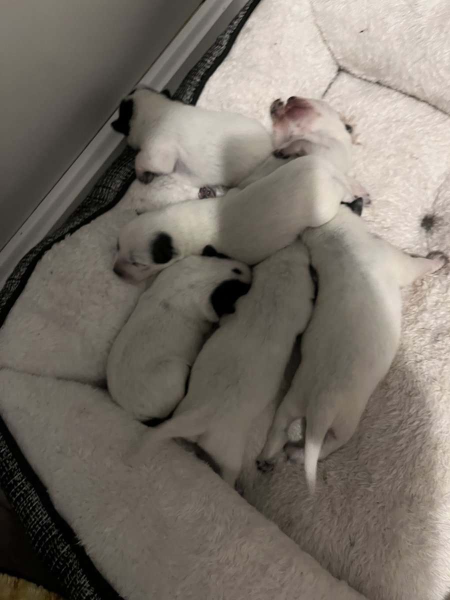 Australian cattle dog pups image 1