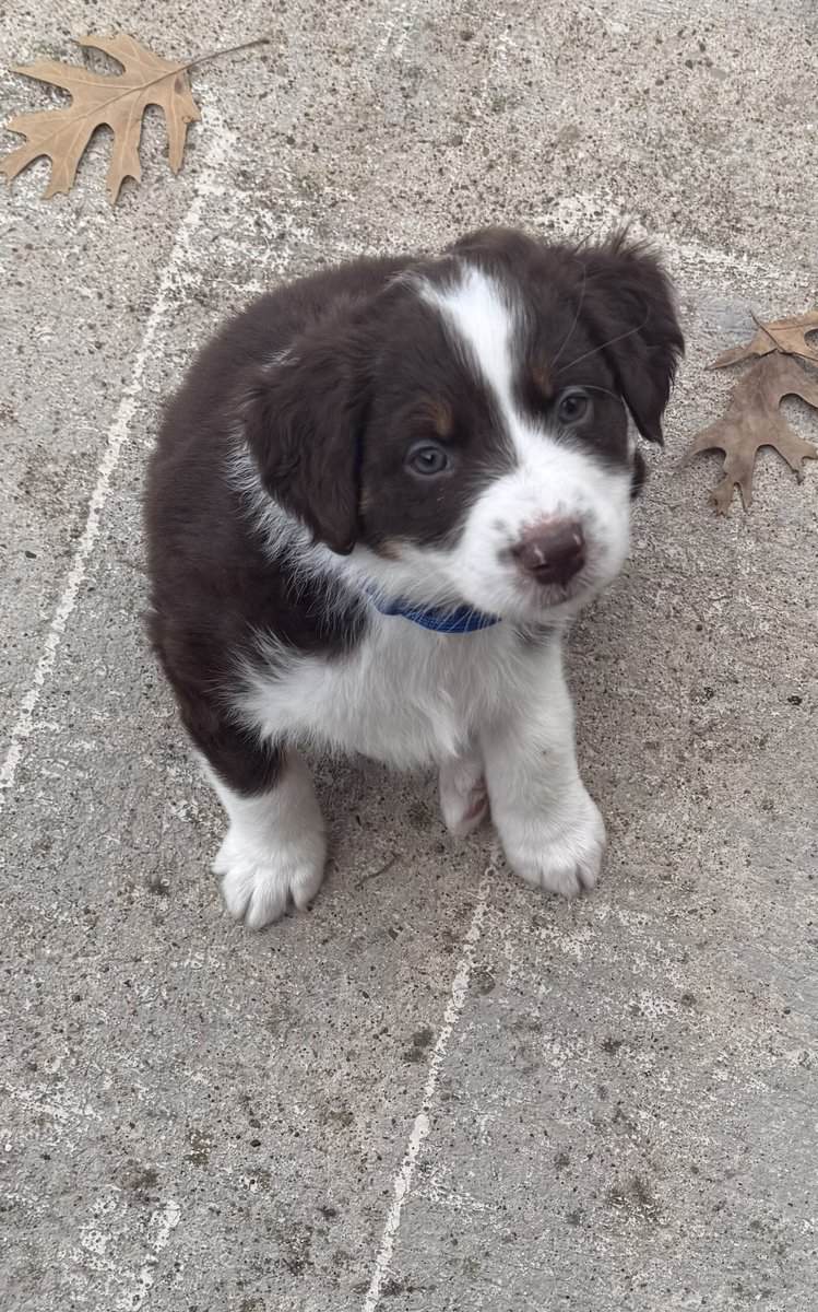 Australian Shepherd Puppies image 2