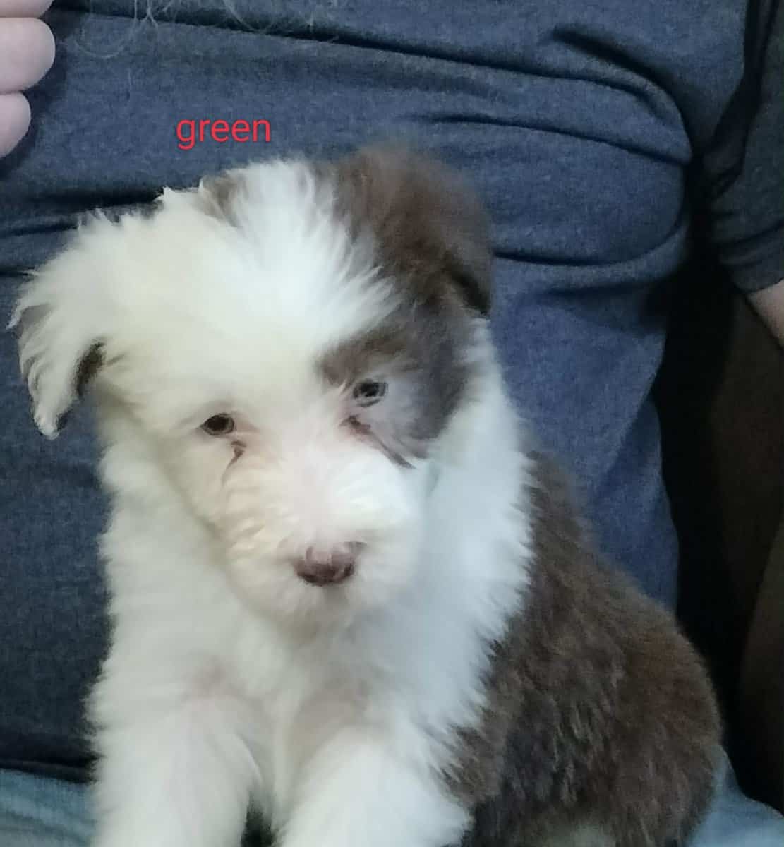 Bearded collie puppies image 2