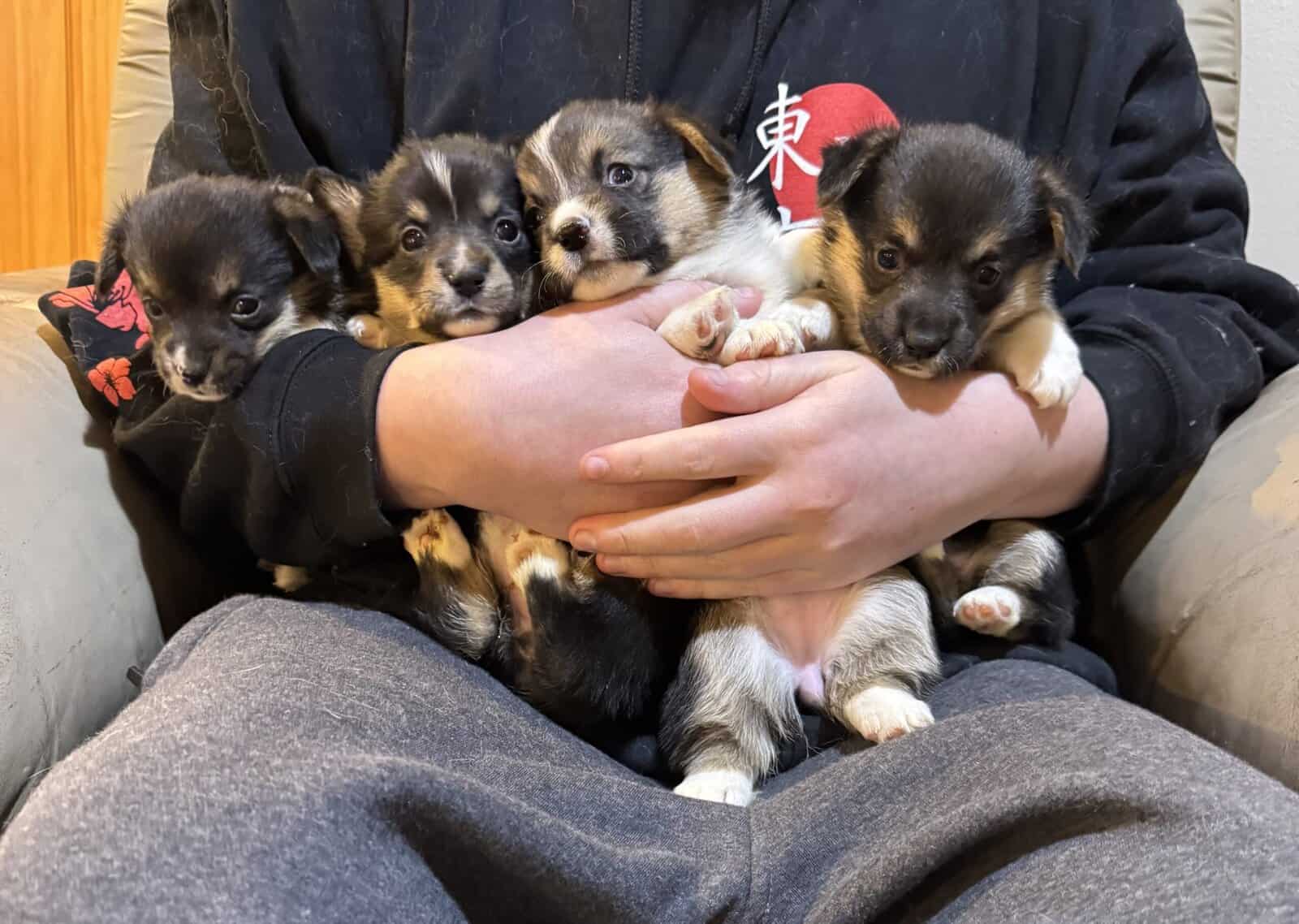 Corgi pups image 2