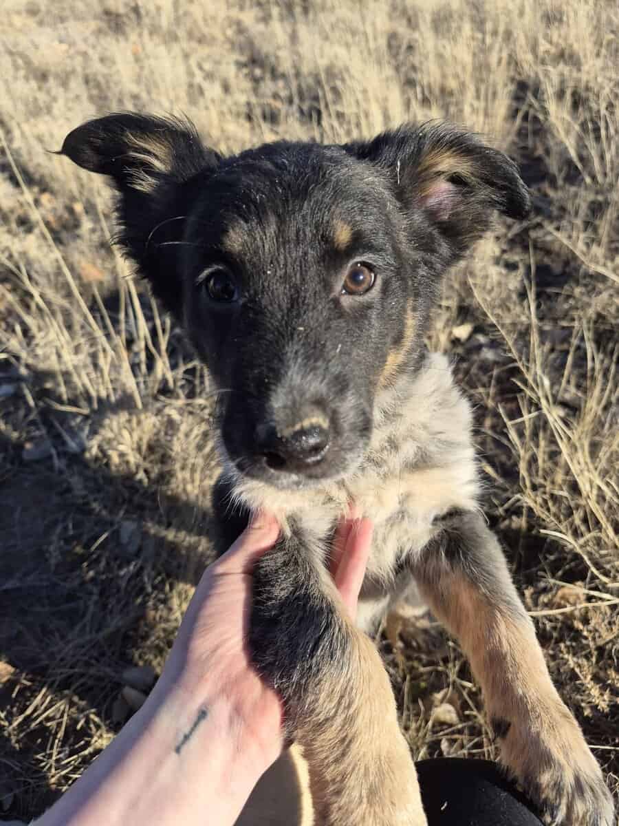 Aussie-Heeler mix puppies image 2