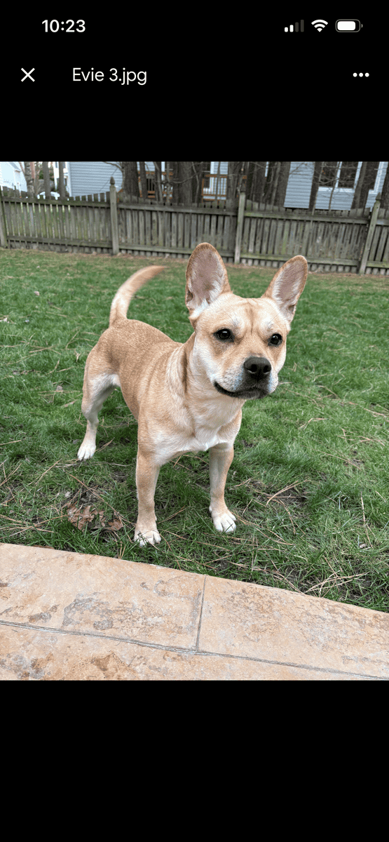 Meet Evie- Adorable, fun Frenchie mix seeking home image 3