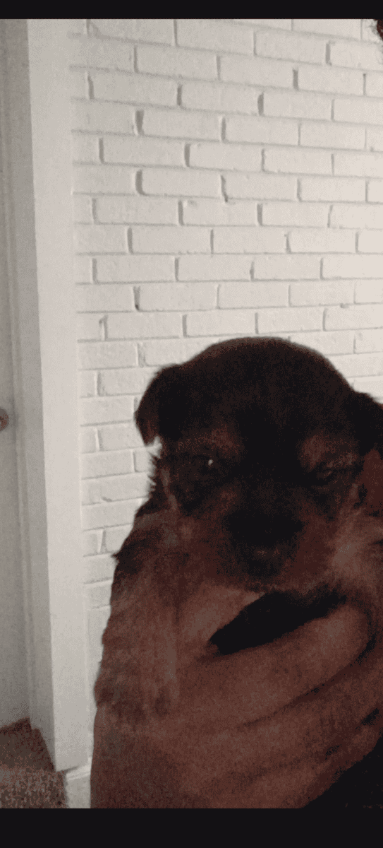 Yorkie pups image 4