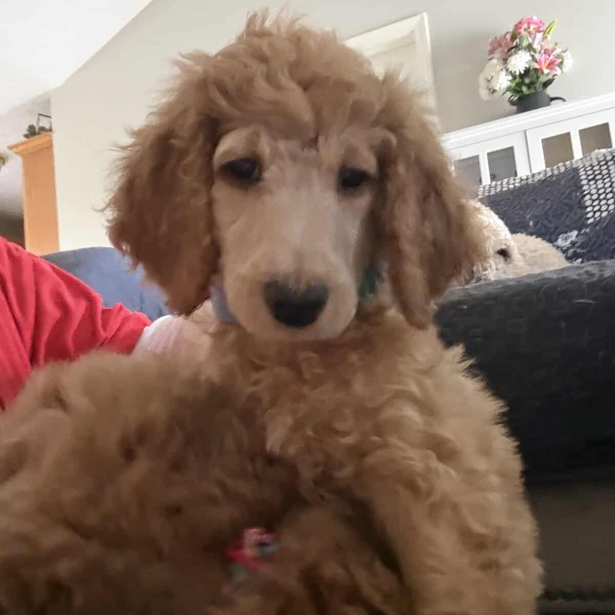 AKC standard poodle puppies image 12