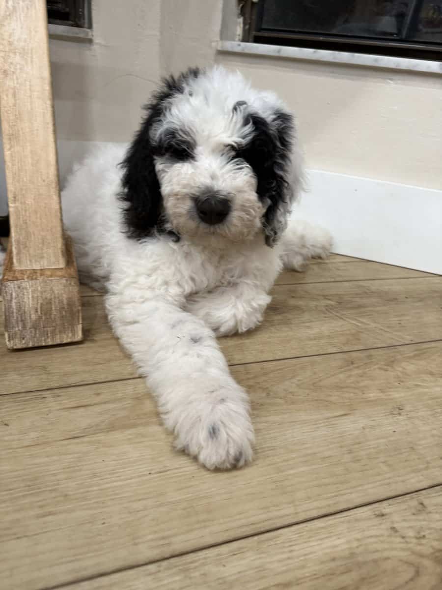 Sheepadoodle Puppies for Sale image 4
