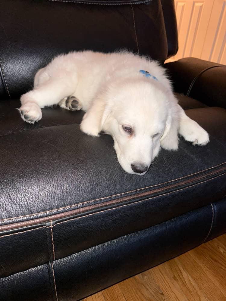 11 Week-Old Female Puppy for Sale image 2