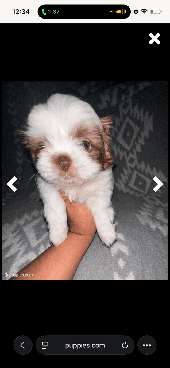 Shih Tzu puppies 600$ image 1