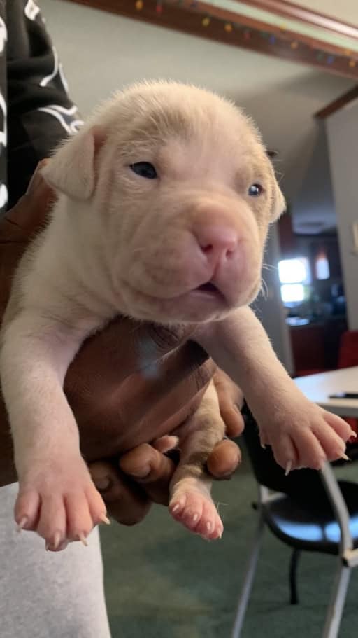 Pitbull puppy image 2