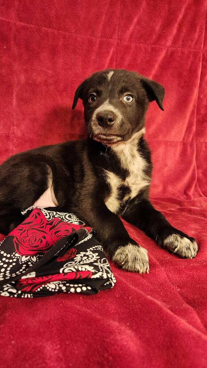 Aussie/ Collie image 4