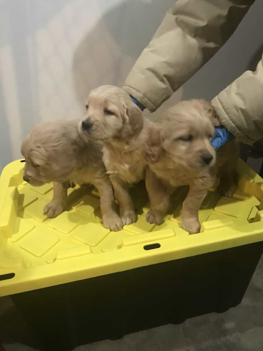 Fluffy golden retriever puppies image 5