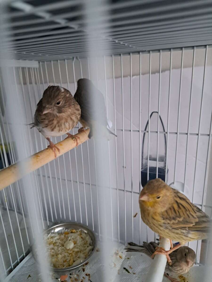 Canary birds for sale ,Columbus ohio image 3