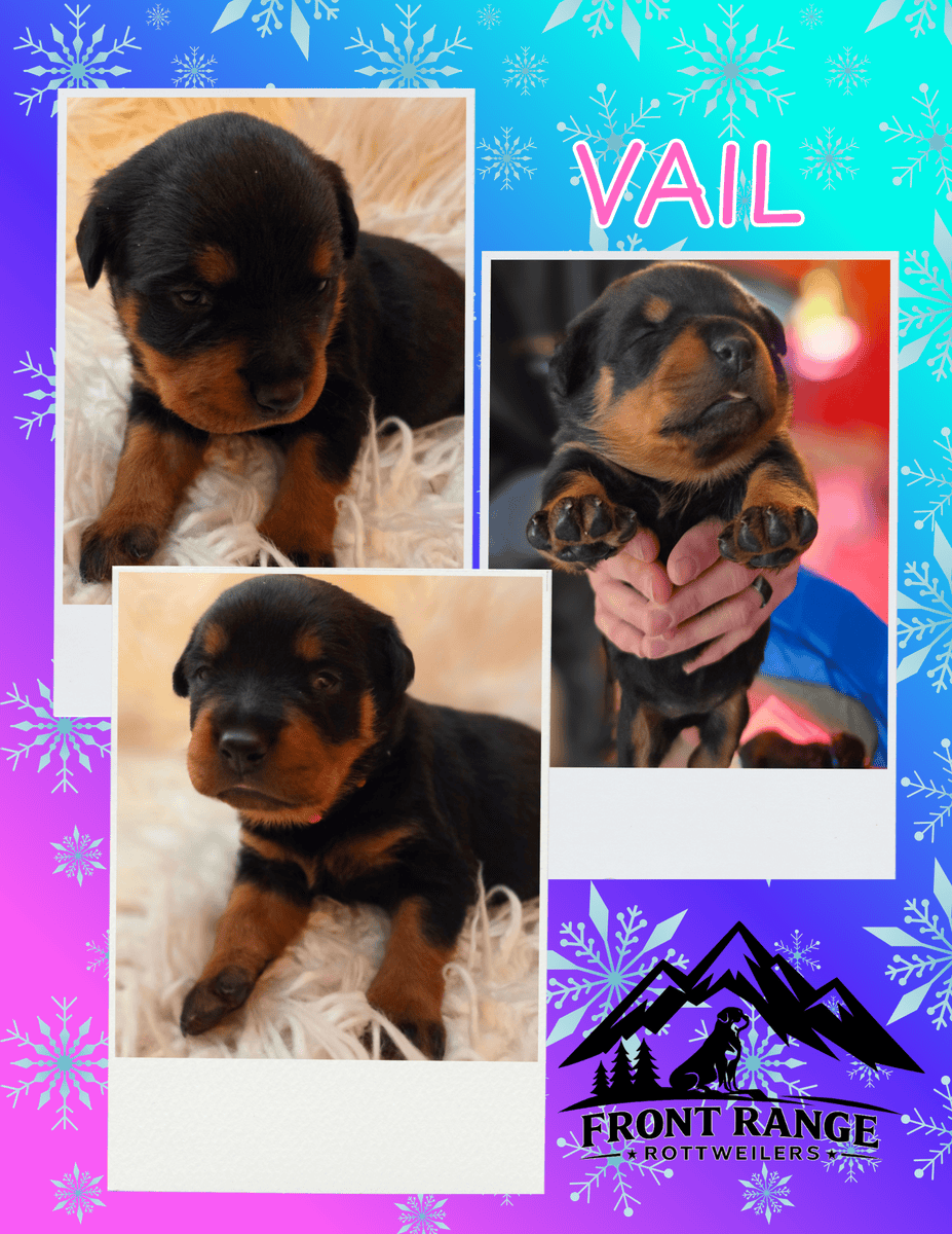 Front Range Rottweilers Looking For Loving Homes image 9