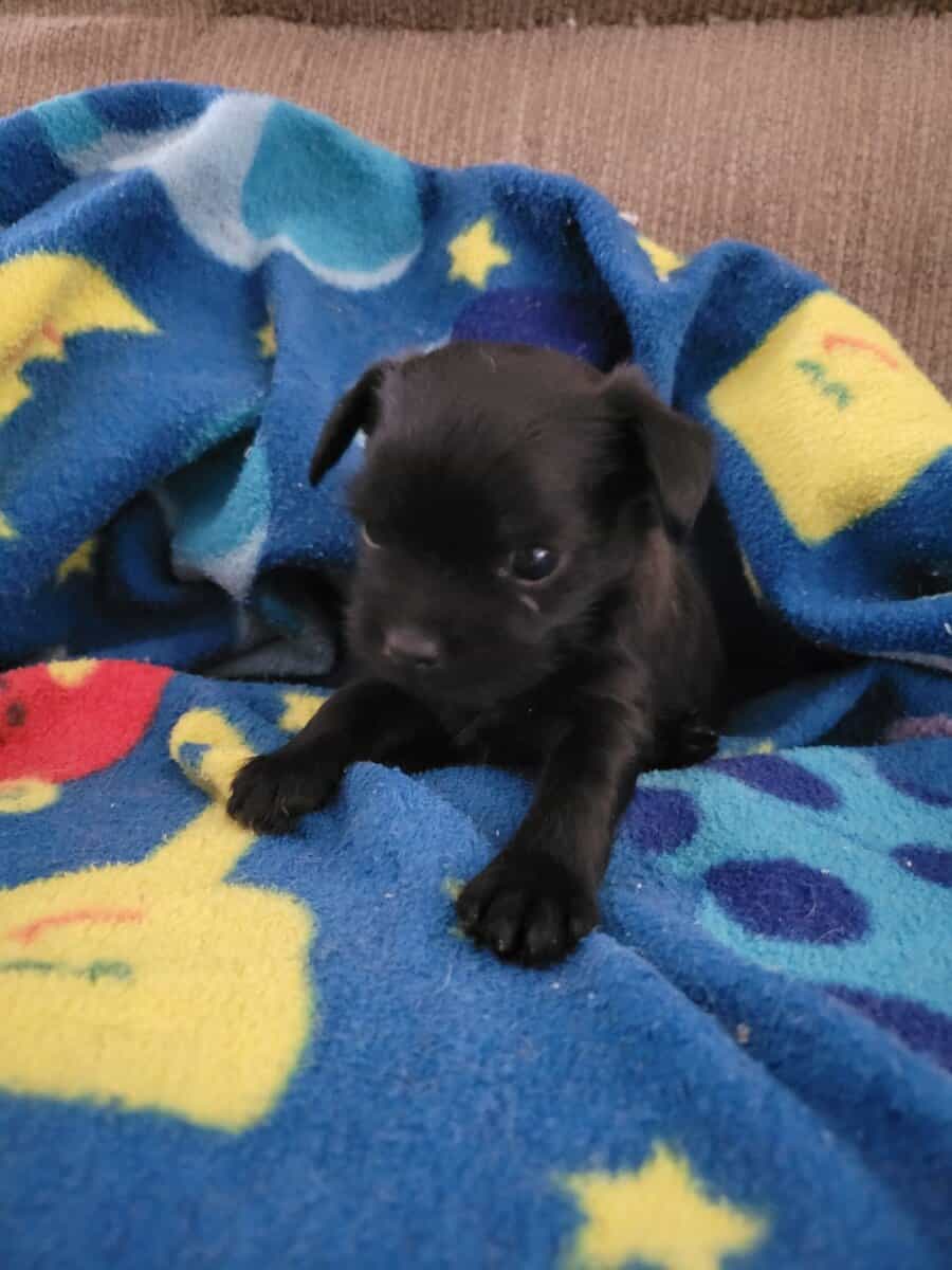 Minpin mix puppies image 1