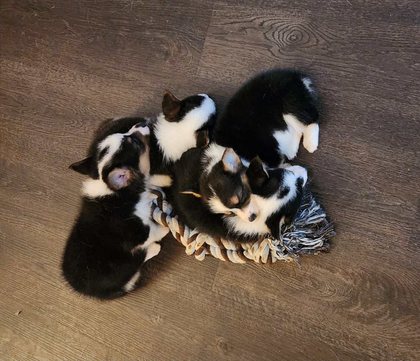 puppies image 2