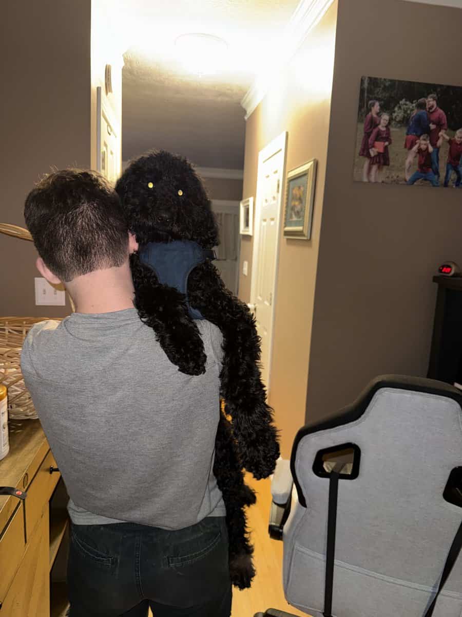 AKC Standard Poodle image 3