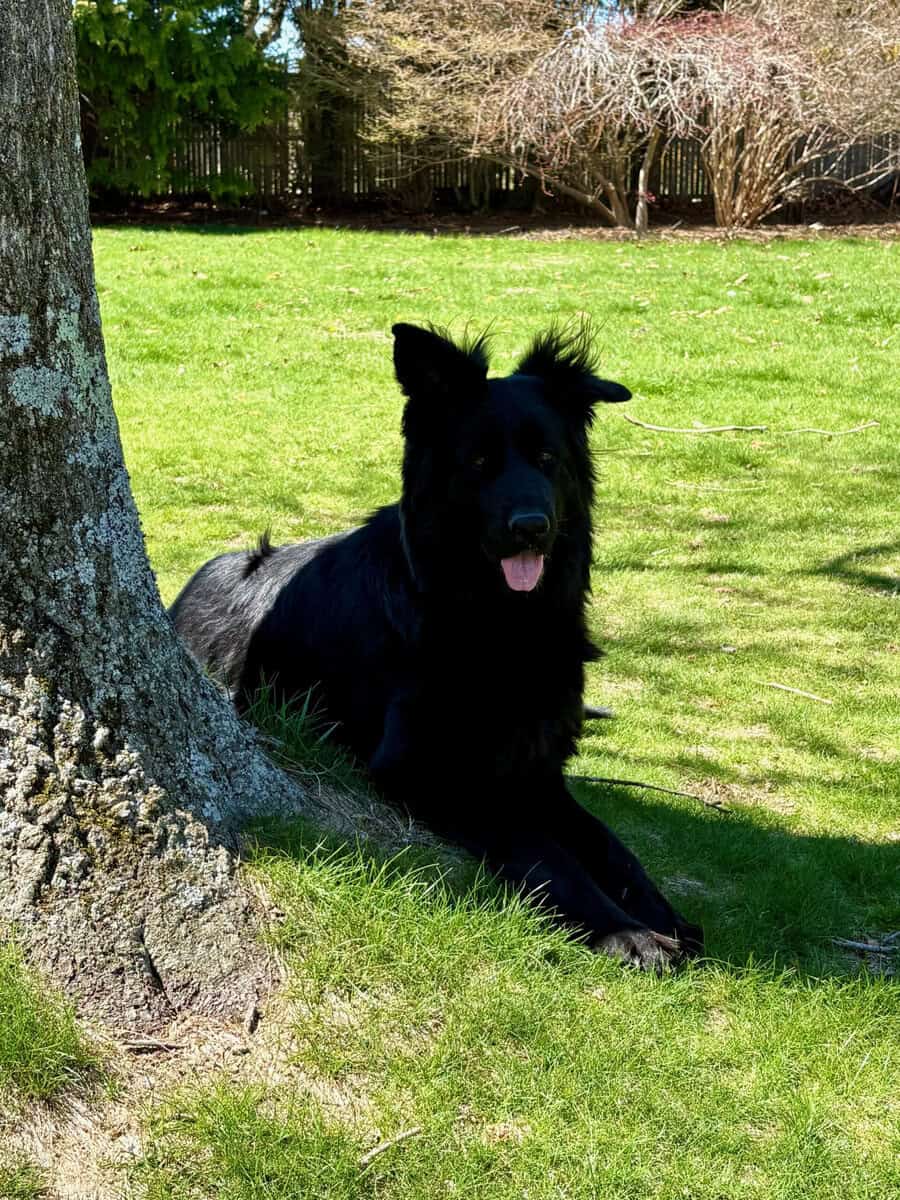 Pure bred German Shepherd image 1