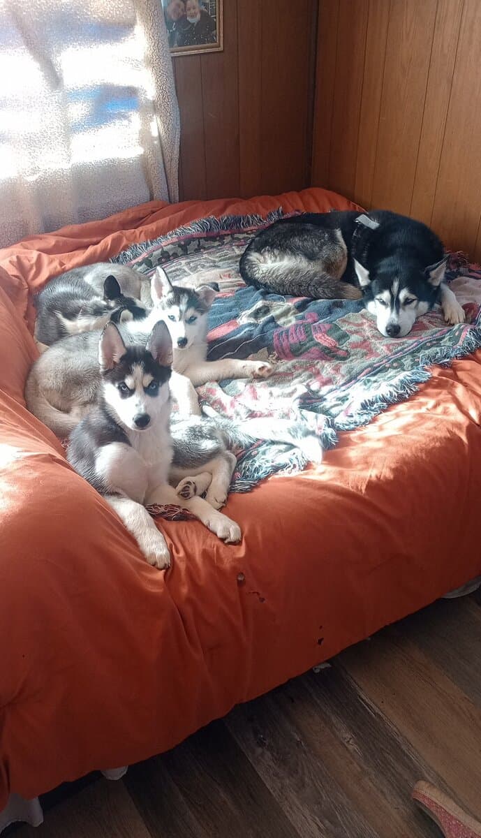 Siberian husky puppies image 2