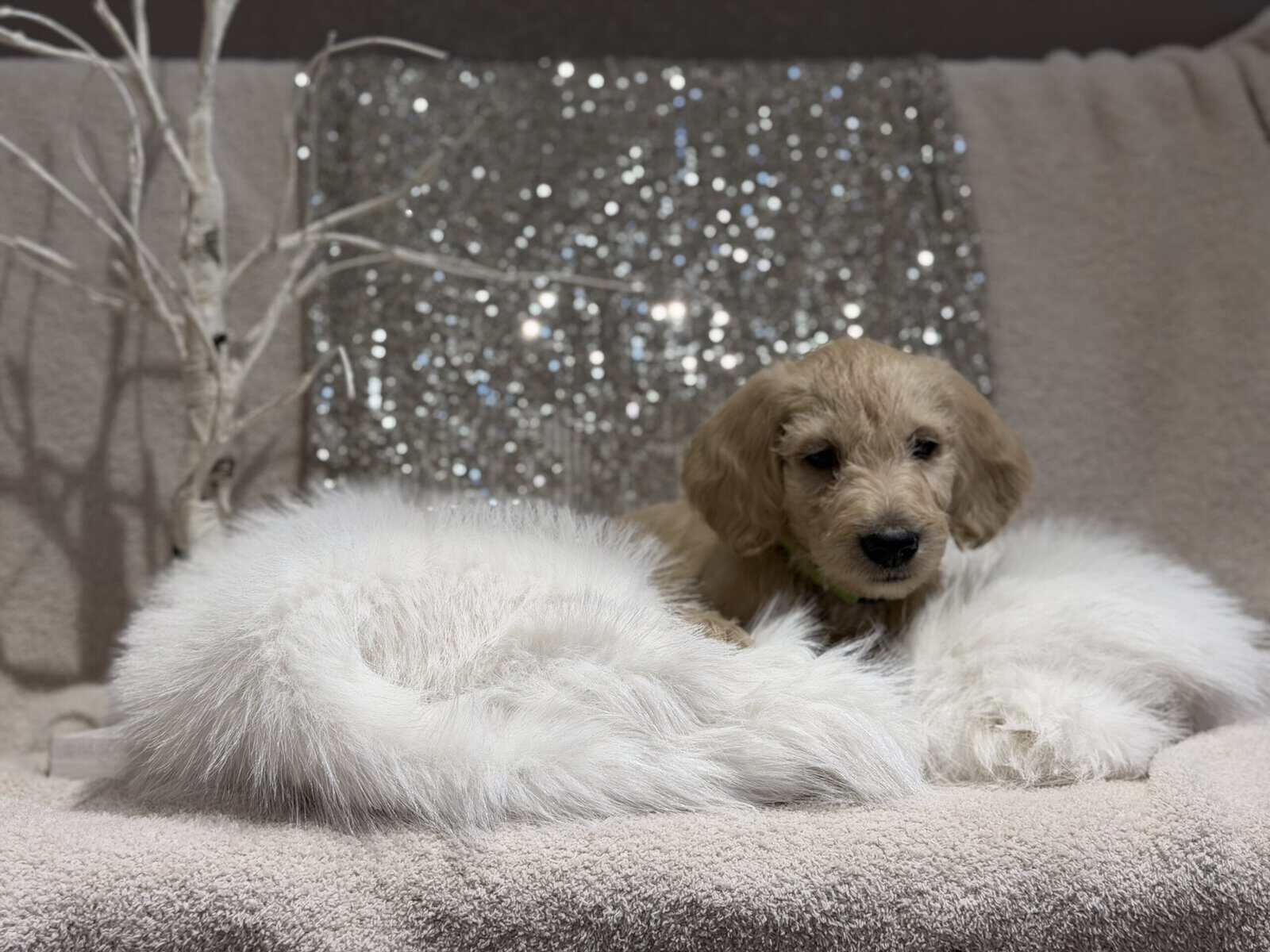 Double Doodle puppies image 5