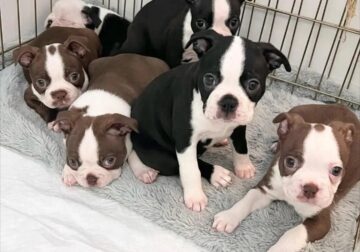 Boston Terrier puppies