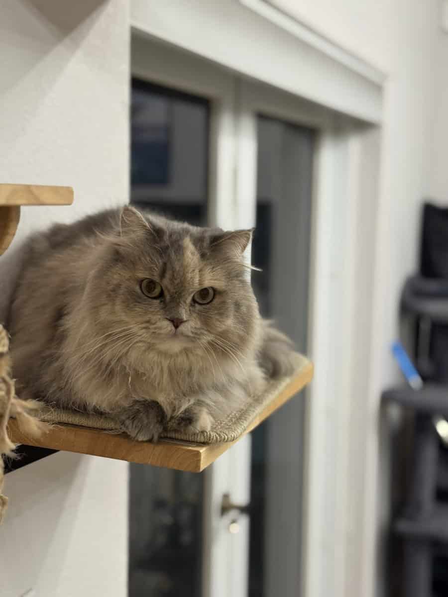 Beautiful long fur Scottish Straight female cat image 6