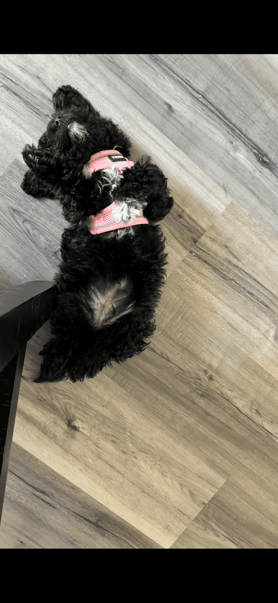 STUNNING Bichpoo Seeking her Forever person image 5
