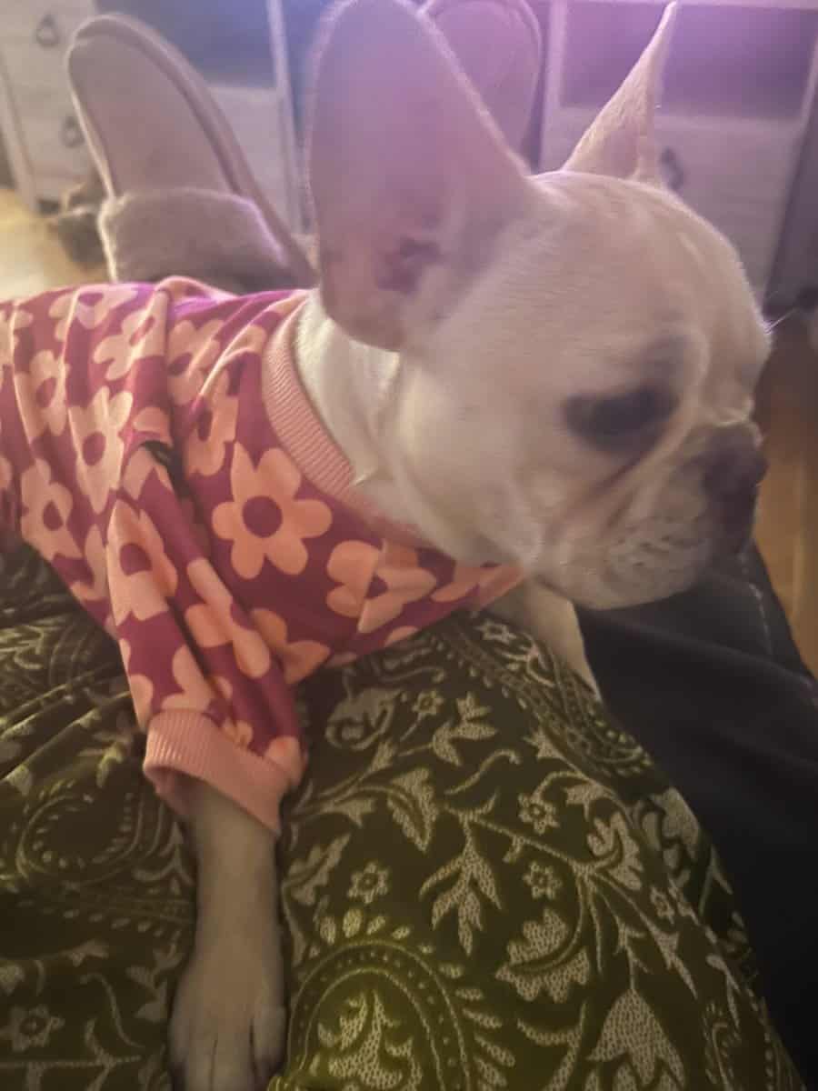 French Bulldog image 1