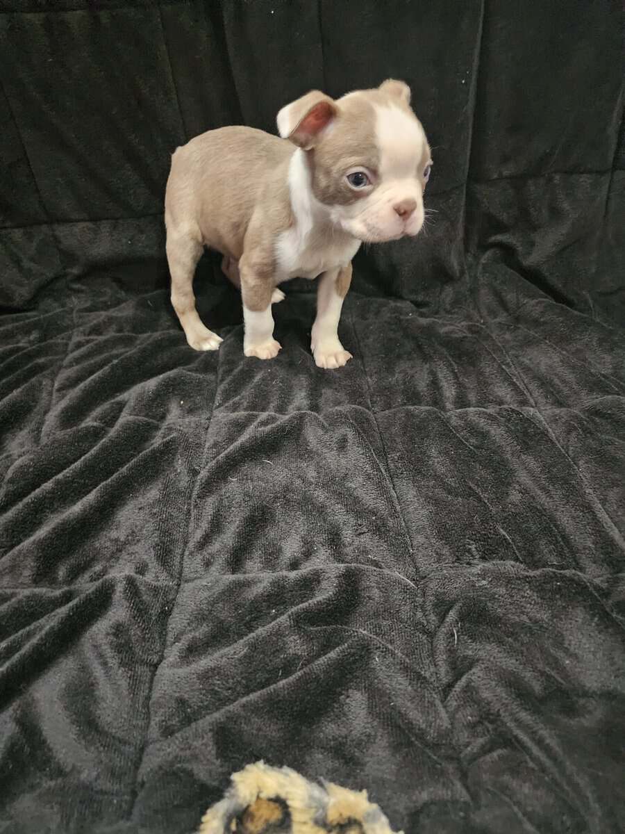 Boston Terrier male puppy image 2