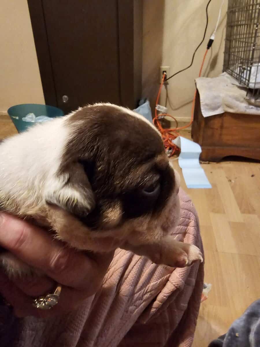 English bulldog image 3