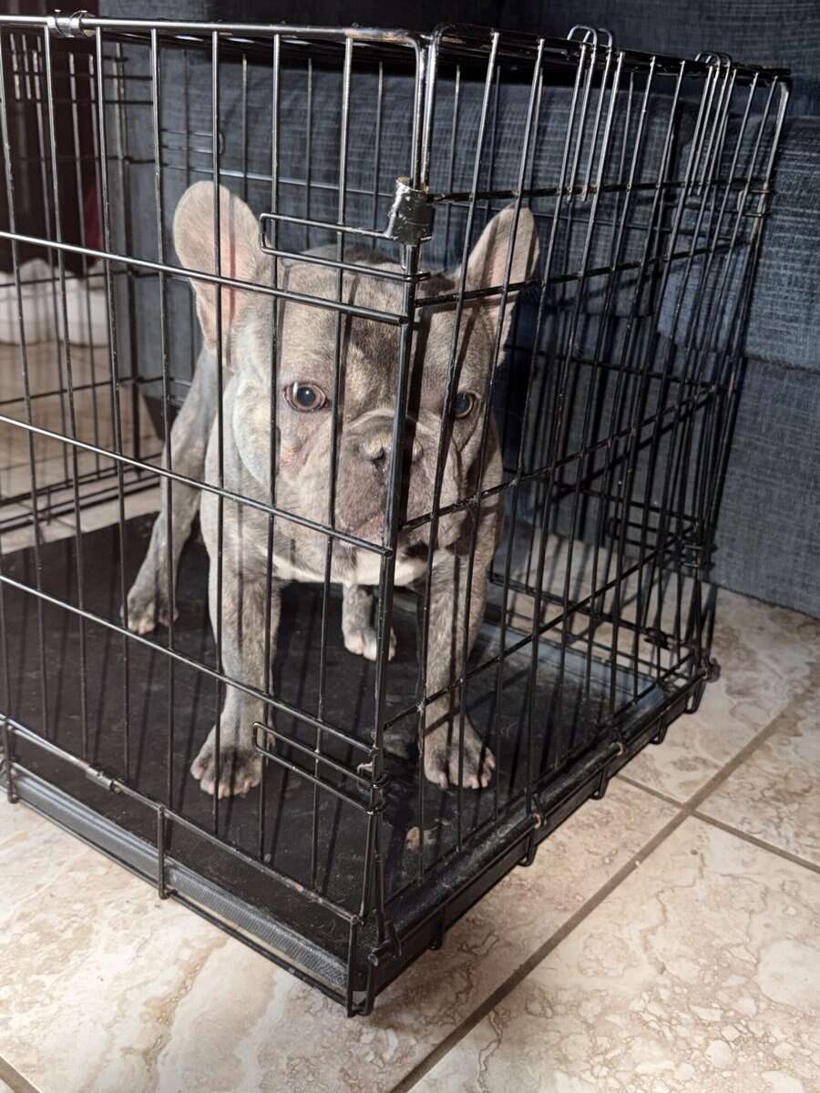 Male French bulldog for sale with papers image 1