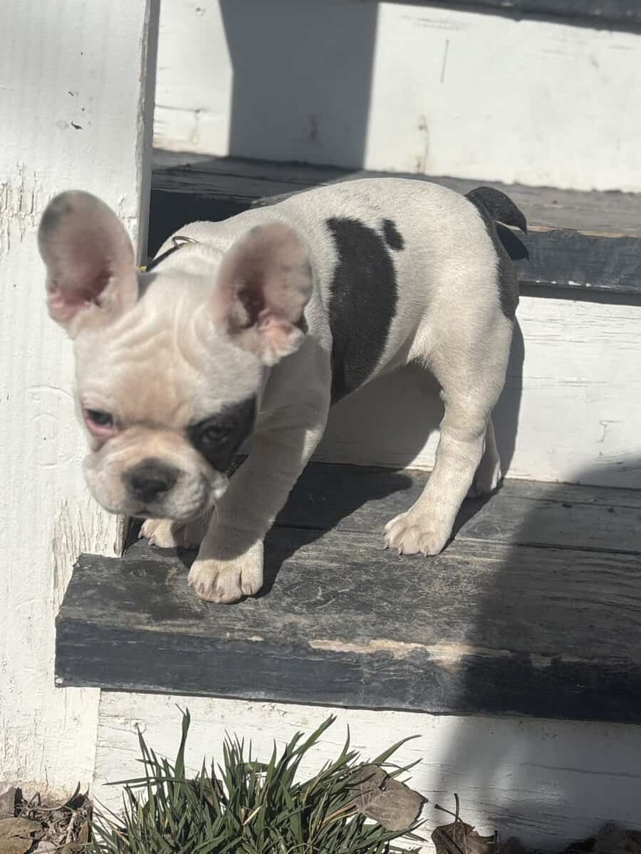 French Bulldog puppies image 13