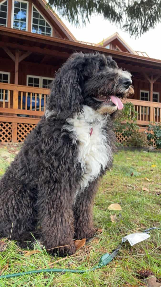 Aussiedoodle puppies due March/ Family-Raised image 2
