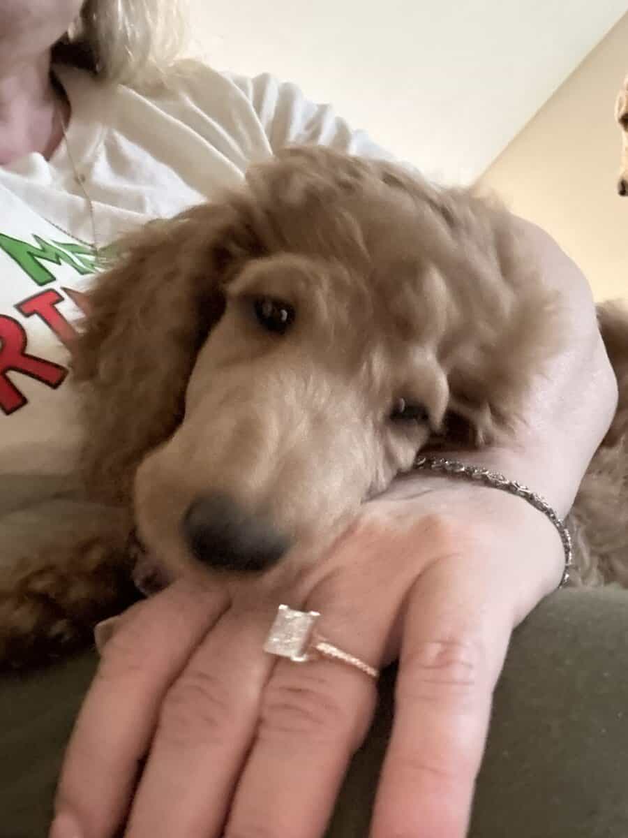 AKC standard poodle puppies image 3