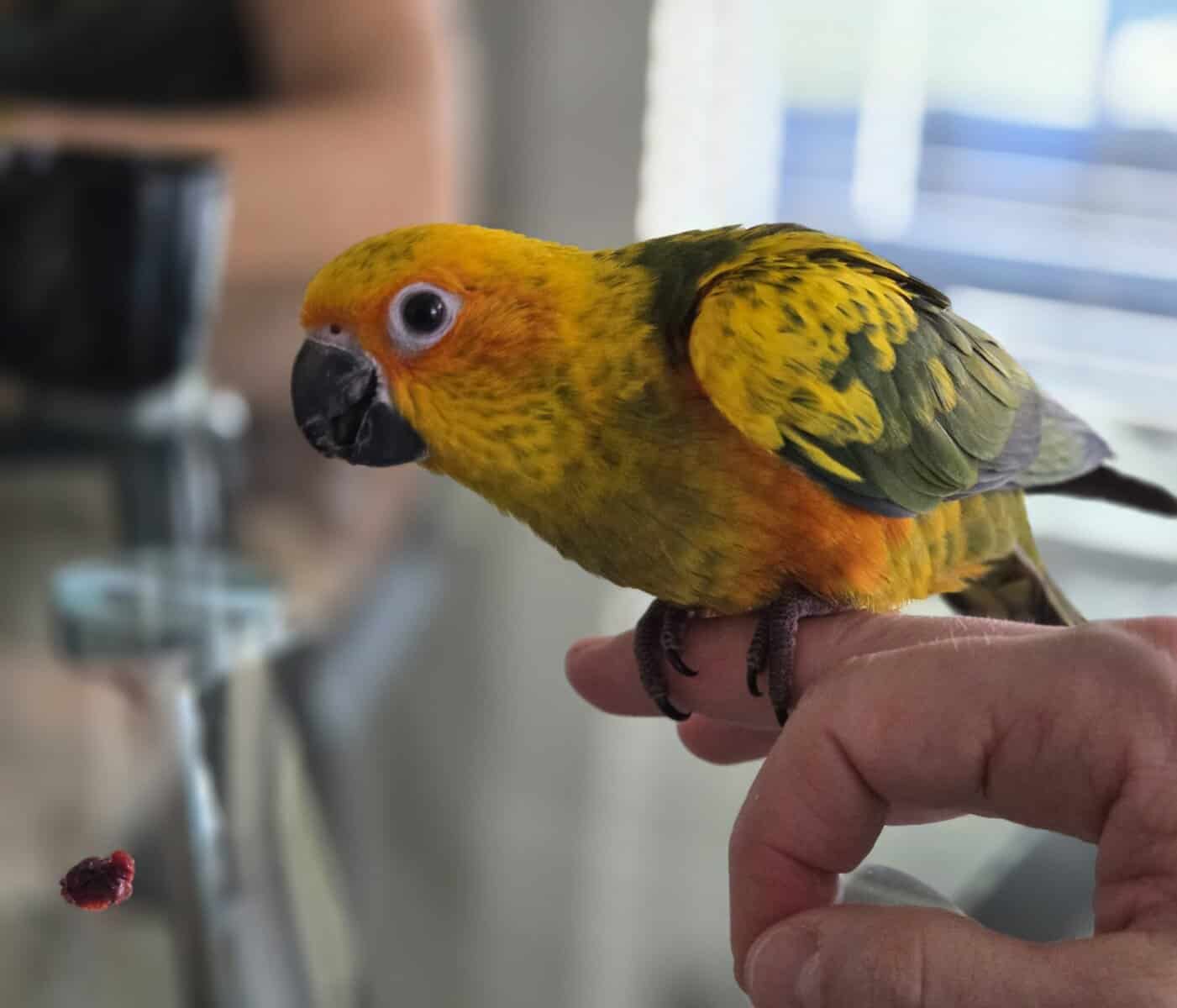 Sun conure for sale, 8 months old, hand-raised, in image 1